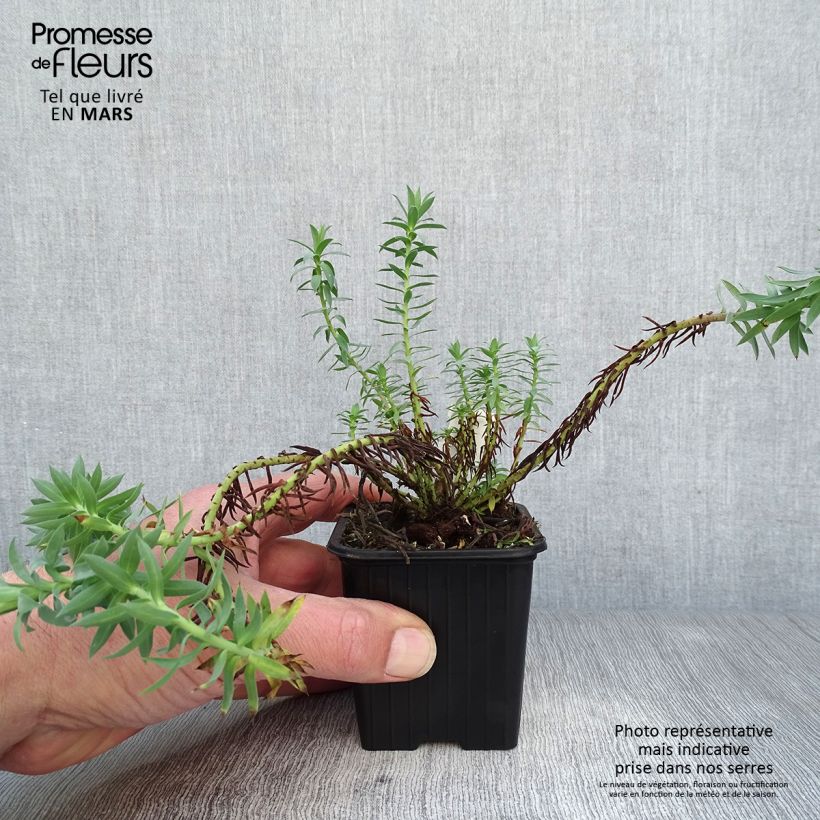 Spécimen de Euphorbia pythiusa - Euphorbe des Baléares. Godet de 8 cm tel que livré au printemps