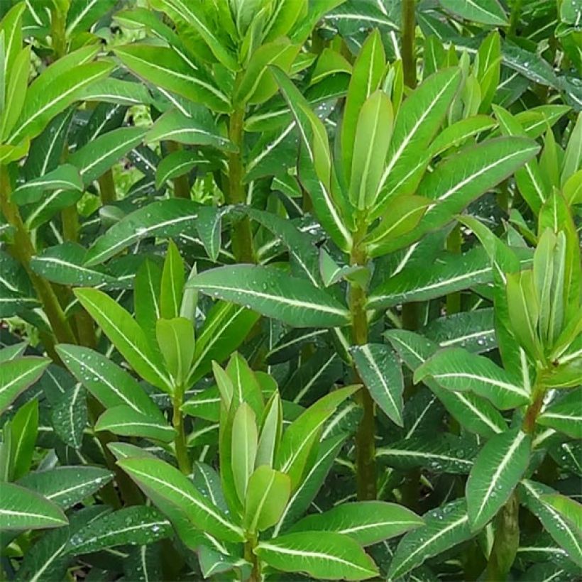 Euphorbia schillingii - Euphorbe schillingii (Feuillage)