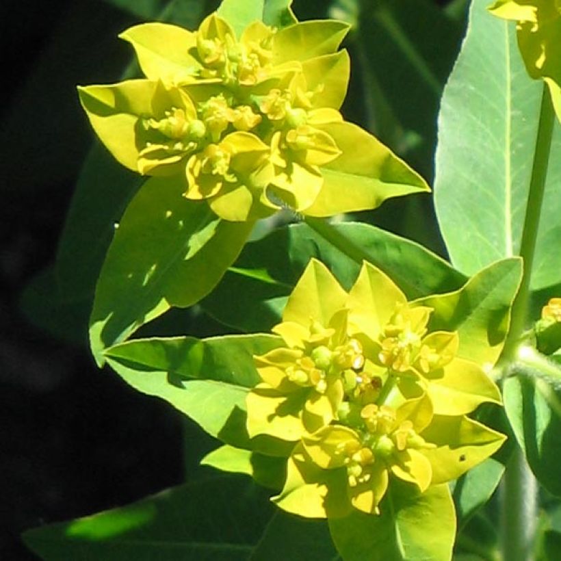 Euphorbia schillingii - Euphorbe schillingii (Floraison)