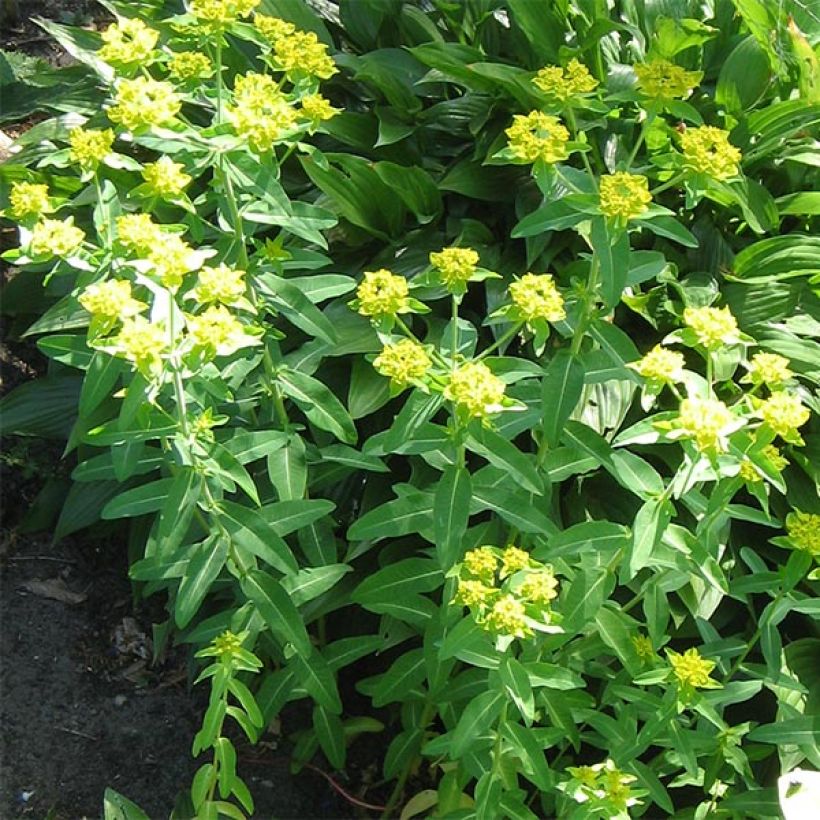 Euphorbia schillingii - Euphorbe schillingii (Port)