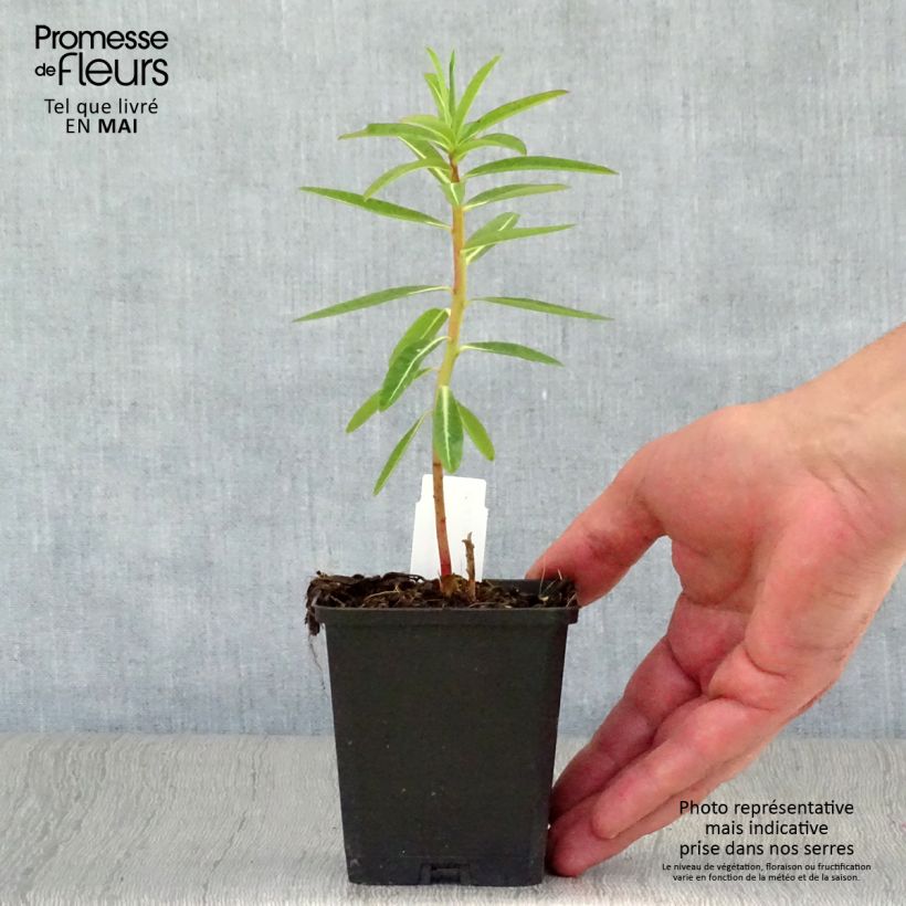 Spécimen de Euphorbia schillingii - Euphorbe schillingii Godet de 8/9cm tel que livré au printemps