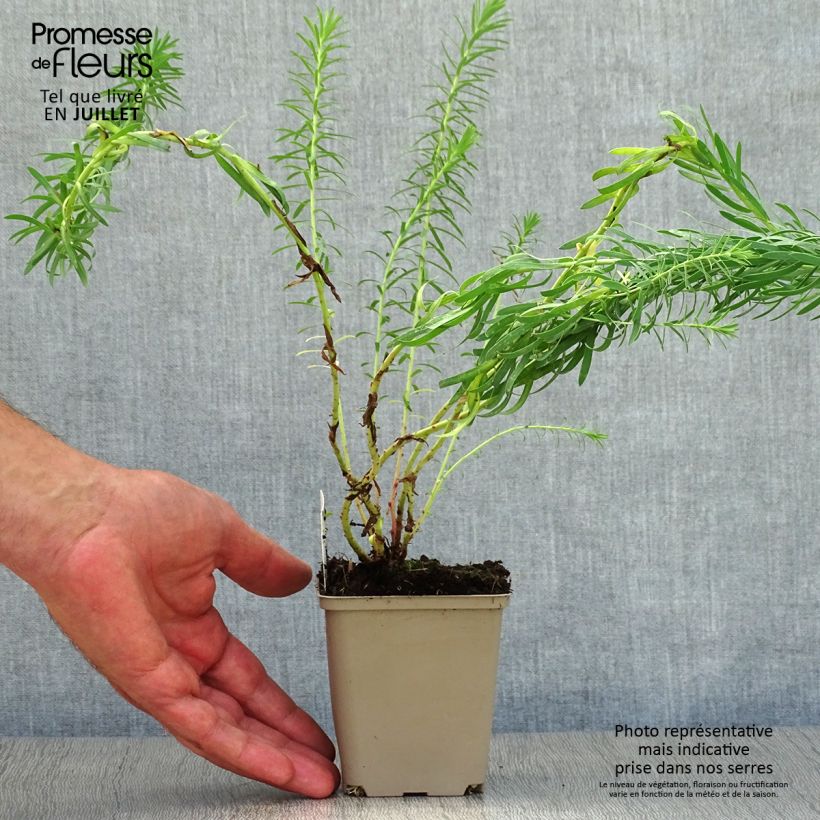 Spécimen de Euphorbia seguieriana ssp. niciciana - Euphorbe de Sibérie Godet de 8/9 cm tel que livré en été