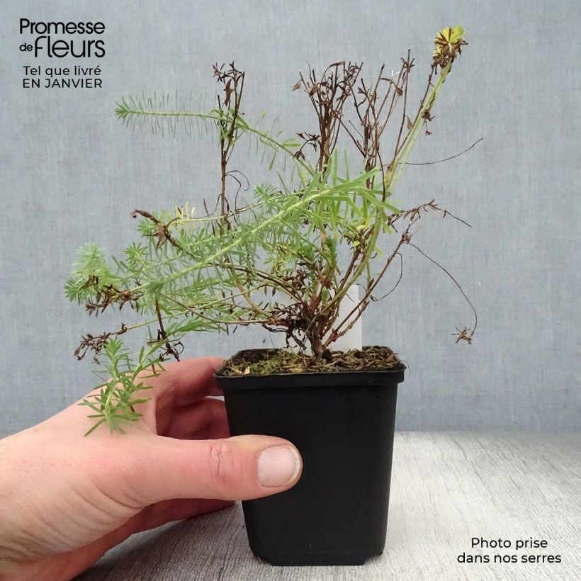 Spécimen de Euphorbia seguieriana ssp. niciciana - Euphorbe de Sibérie tel que livré en hiver
