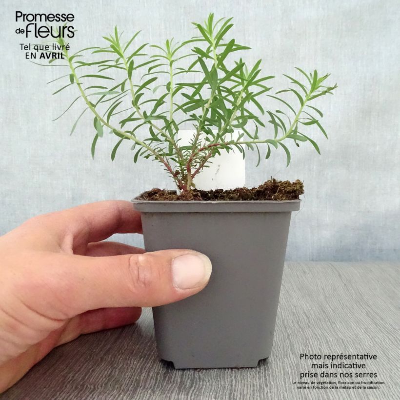 Spécimen de Euphorbia seguieriana ssp. niciciana - Euphorbe de Sibérie Godet de 9cm tel que livré au printemps