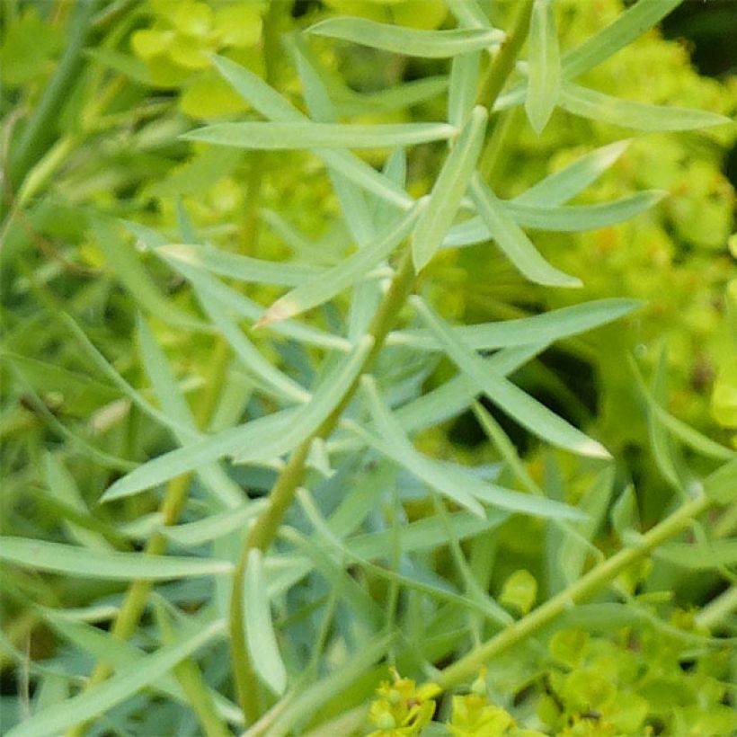 Euphorbia seguieriana ssp. niciciana - Euphorbe de Sibérie (Feuillage)