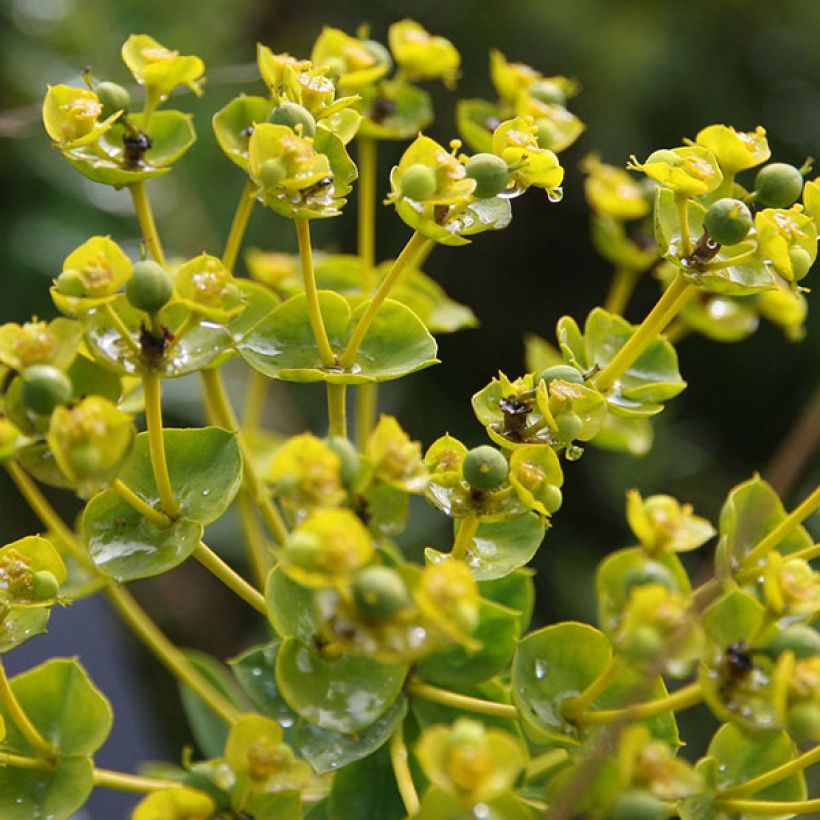 Euphorbia seguieriana ssp. niciciana - Euphorbe de Sibérie (Floraison)