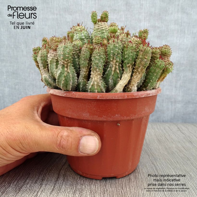 Spécimen de Euphorbia submammillaris Pot de 12 cm / 13 cm tel que livré en été