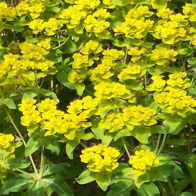 Euphorbia wallichii - Euphorbe (Floraison)