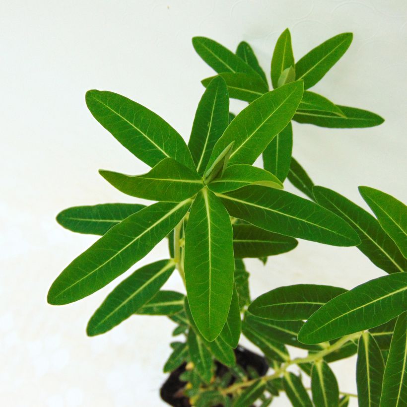 Euphorbia wallichii - Euphorbe (Feuillage)