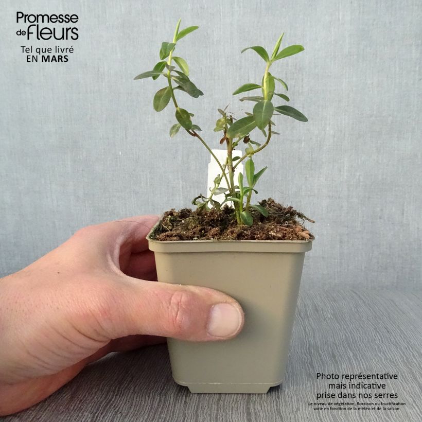 Spécimen de Euphorbia wallichii - Euphorbe Godet de 9cm tel que livré au printemps