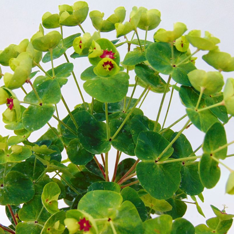 Euphorbia x martinii Baby Charm - Euphorbe hybride (Feuillage)