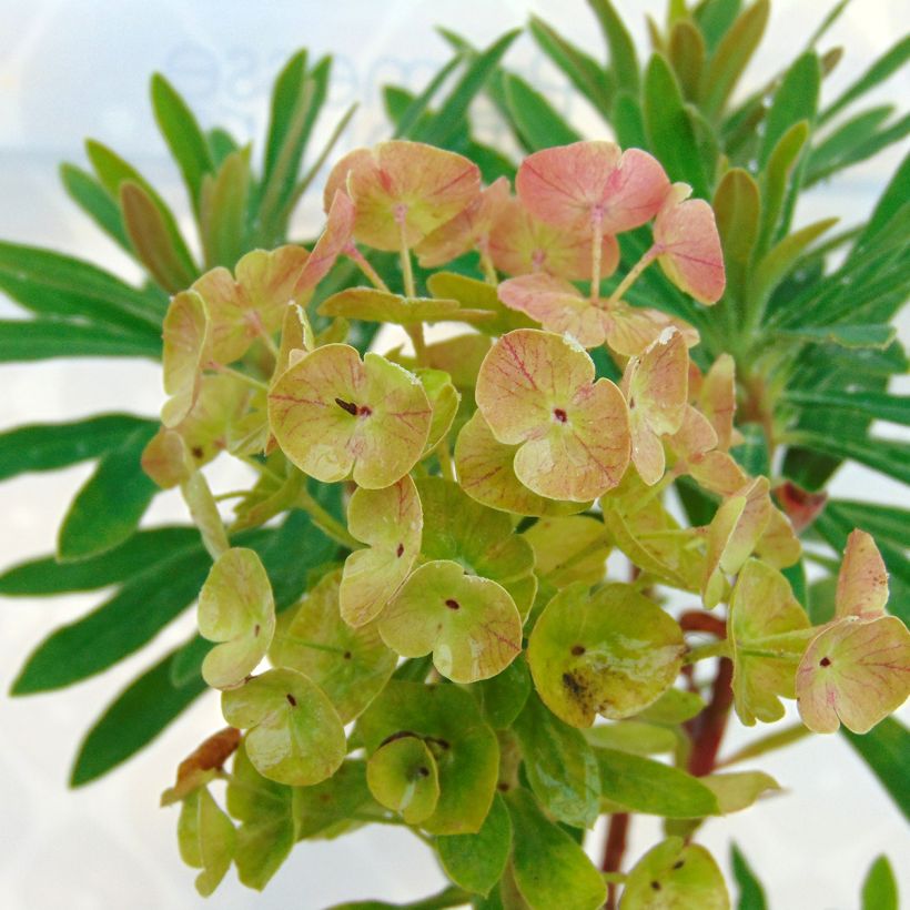 Euphorbia x martinii Baby Charm - Euphorbe hybride (Floraison)
