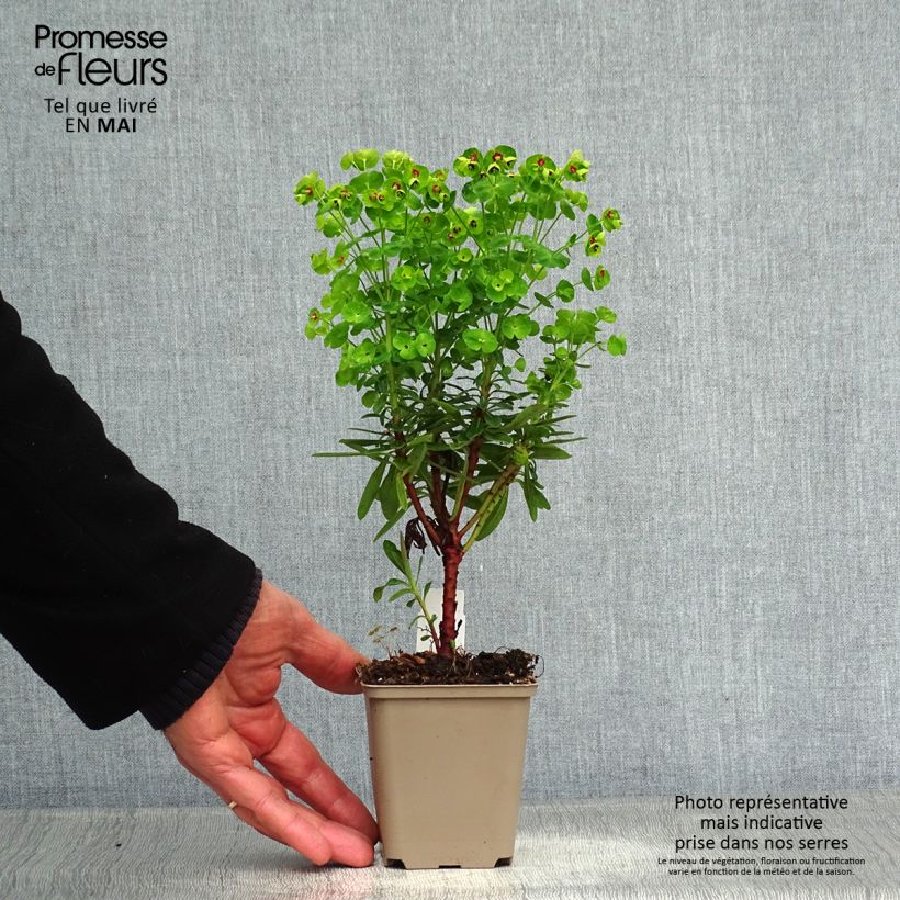 Spécimen de Euphorbia x martinii Baby Charm - Euphorbe hybride Godet de 9cm tel que livré au printemps