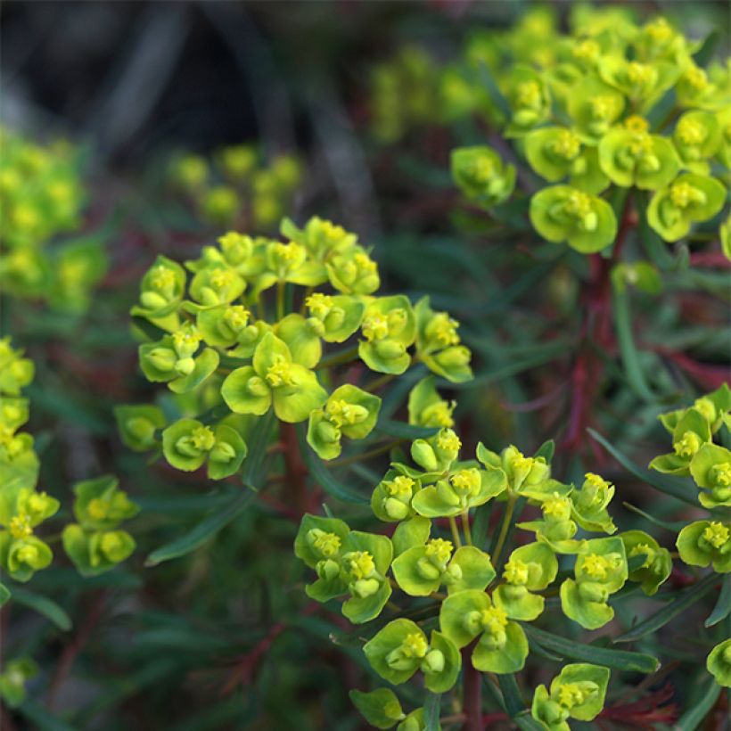 Euphorbia cyparissias Fens Ruby - Euphorbe petit-cyprès (Floraison)