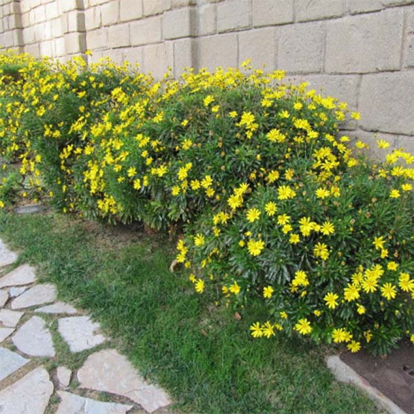 Euryops chrysanthemoides - Marguerite de la savane. (Port)