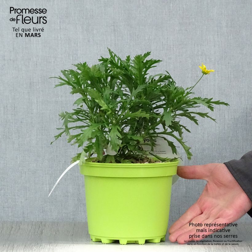 Spécimen de Euryops chrysanthemoides - Marguerite de la savane. Pot de 2L/3L tel que livré au printemps