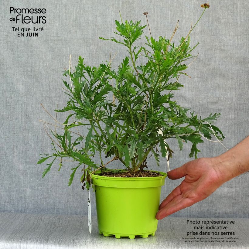 Spécimen de Euryops chrysanthemoides - Marguerite de la savane. Pot de 2L/3L tel que livré en été