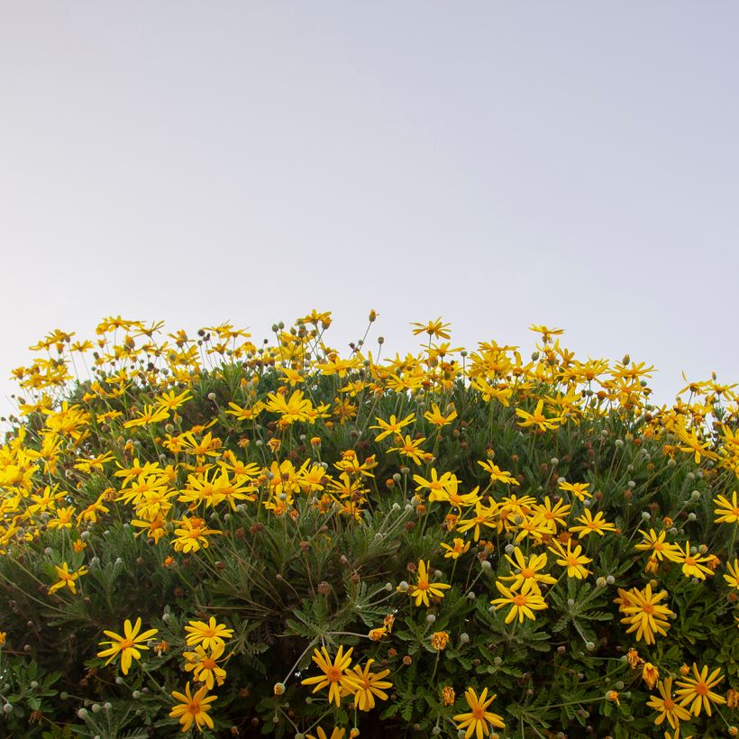 Euryops chrysanthemoides Sonnenschein - Marguerite de la savane (Port)