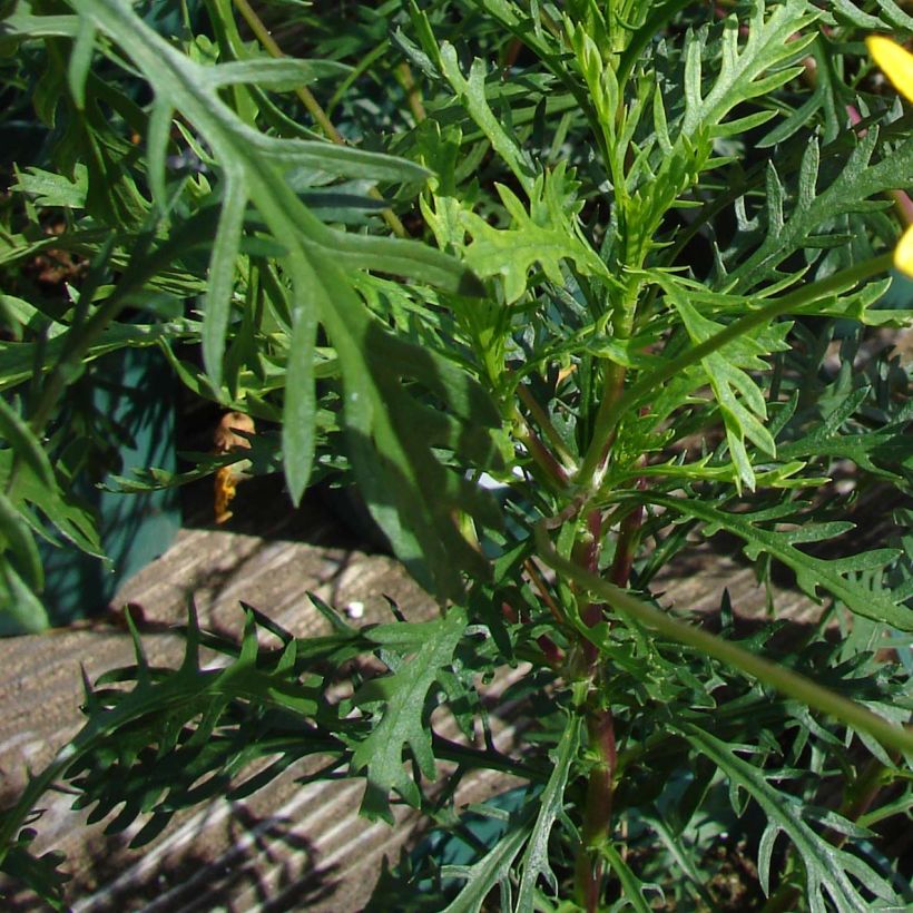 Euryops pectinatus - Marguerite des savanes (Feuillage)