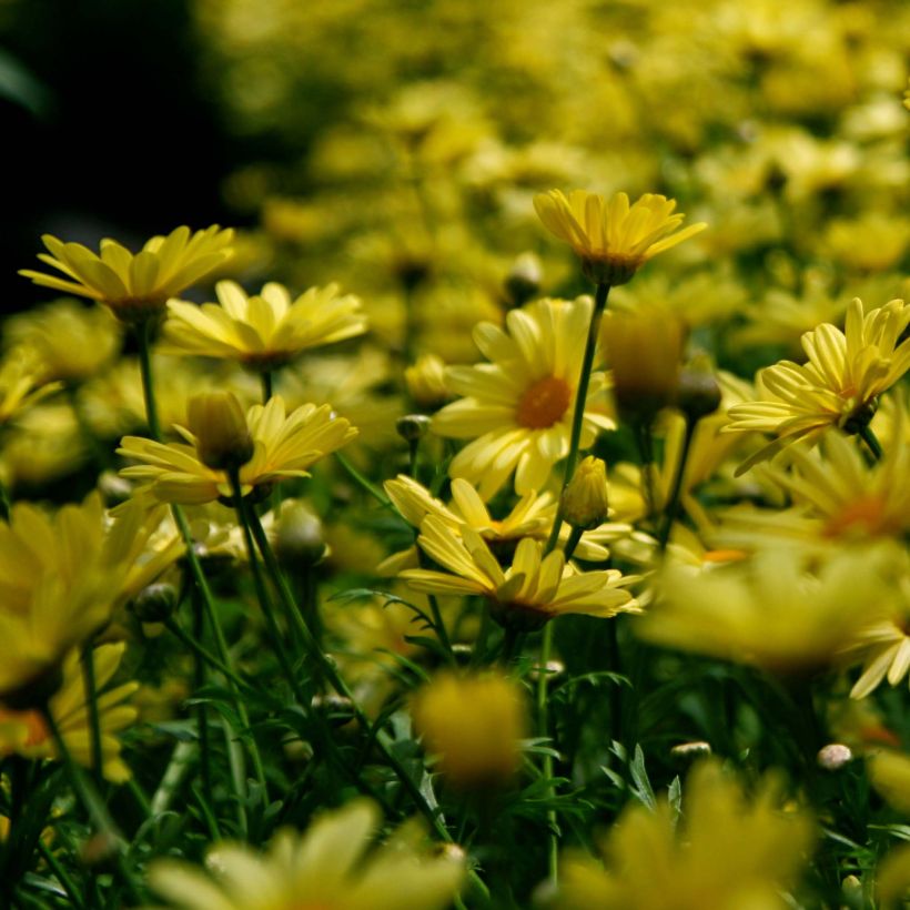 Euryops pectinatus - Marguerite des savanes (Floraison)