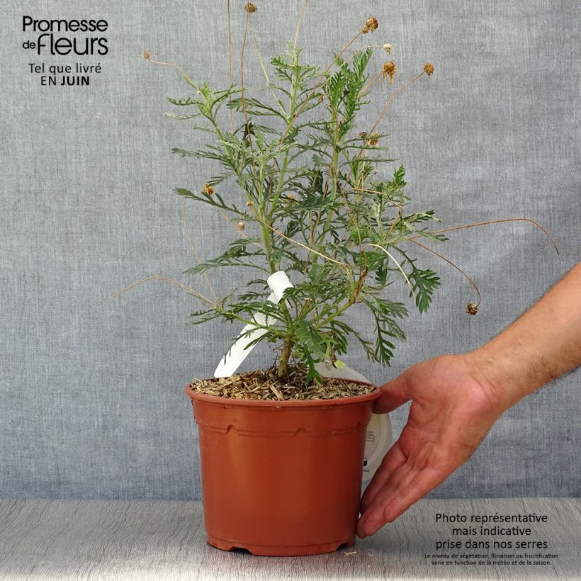 Spécimen de Euryops pectinatus - Marguerite des savanes Pot de 2L/3L tel que livré en été