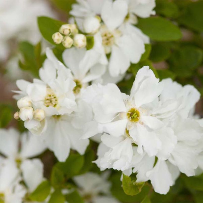 Exochorda Lotus Moon - Exochorde hybride - Arbre aux perles (Floraison)