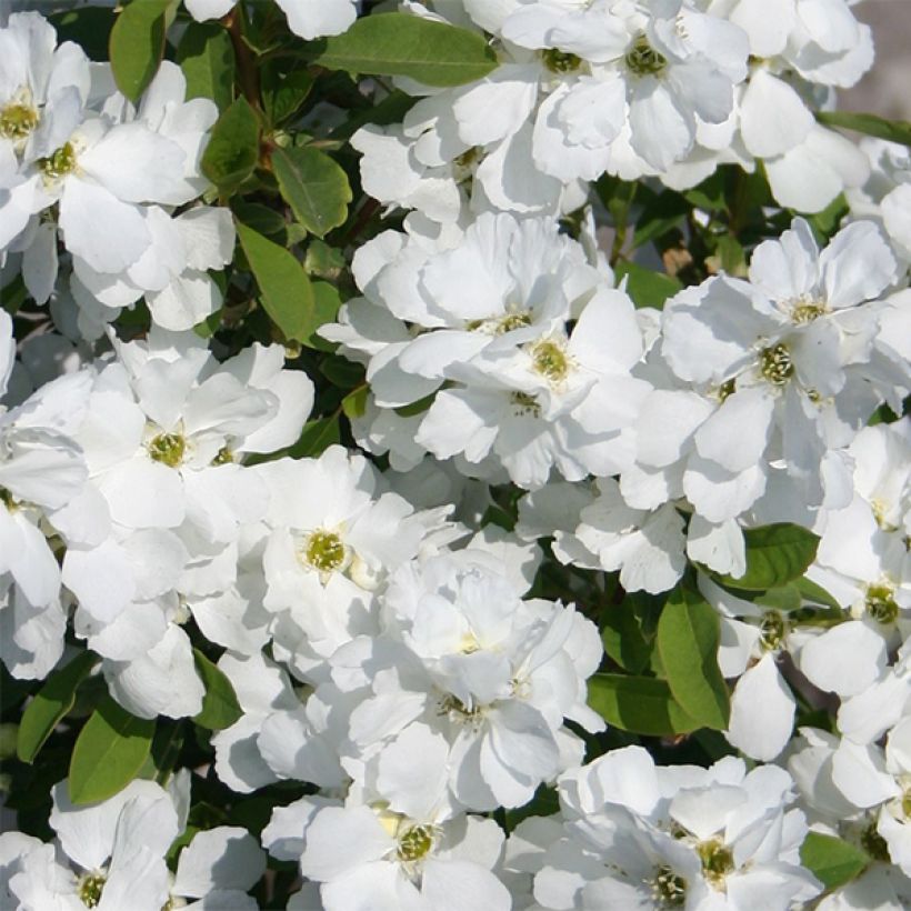 Exochorda racemosa Magical Springtime (Floraison)