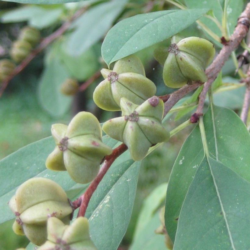 Exochorda racemosa Niagara (Récolte)