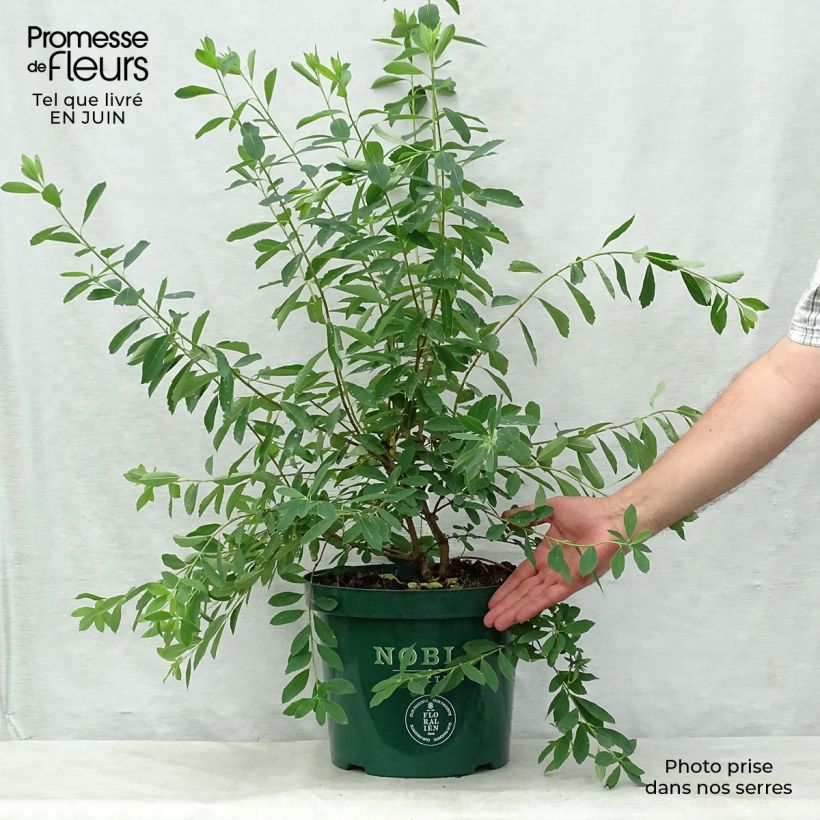 Spécimen de Exochorda racemosa Niagara Pot de 7,5L/10L tel que livré en été