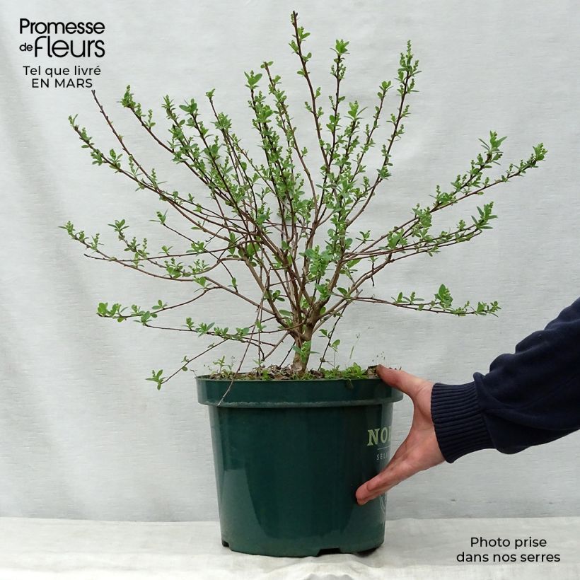Spécimen de Exochorda racemosa Niagara en pot de 10L tel que livré au printemps