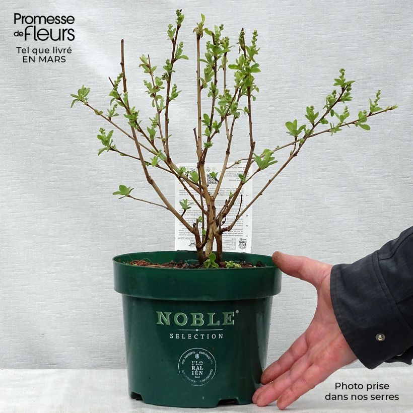 Spécimen de Exochorda racemosa Niagara en pot de 3,5L tel que livré au printemps