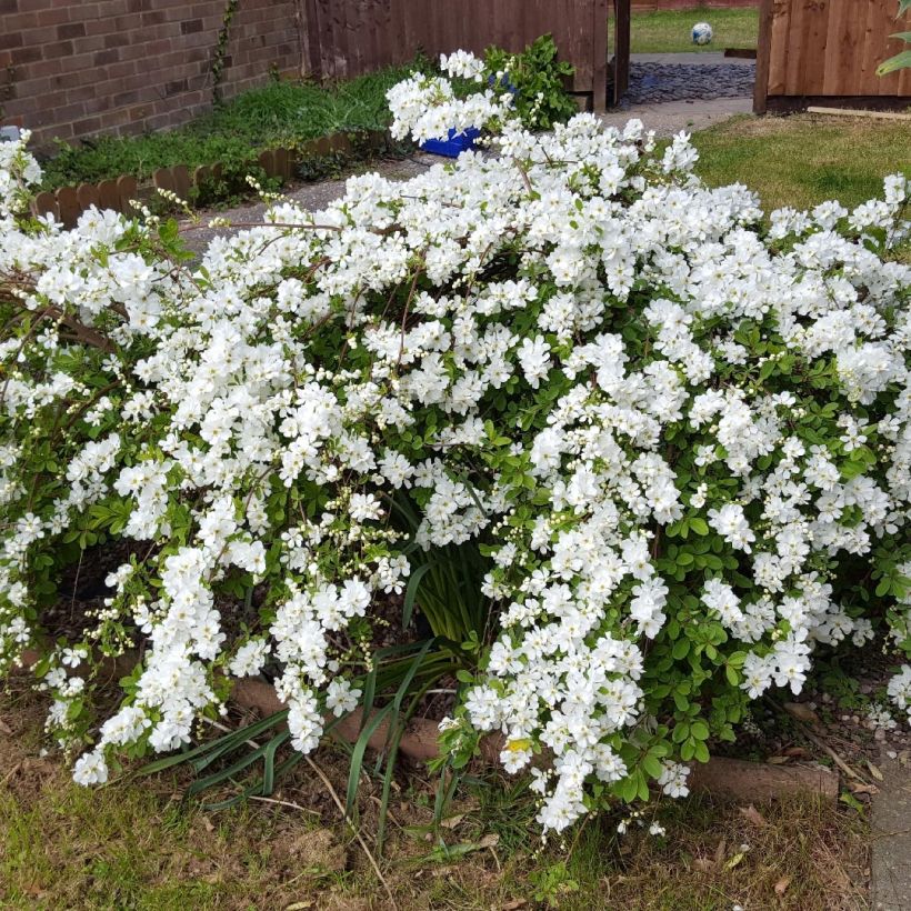 Exochorda serratifolia Snow White - Arbre aux perles (Port)