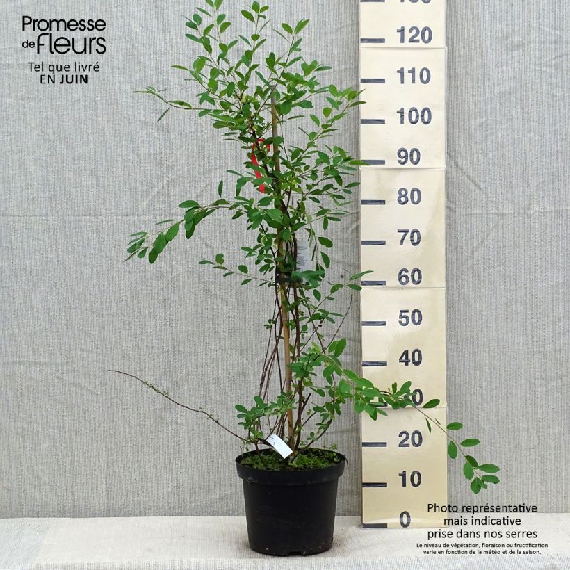 Spécimen de Exochorda x macrantha The Bride Pot de 12L/15L tel que livré en été
