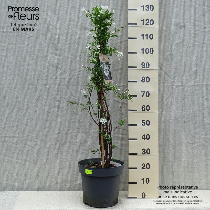 Spécimen de Exochorda x macrantha The Bride en pot de 12L/15L tel que livré au printemps