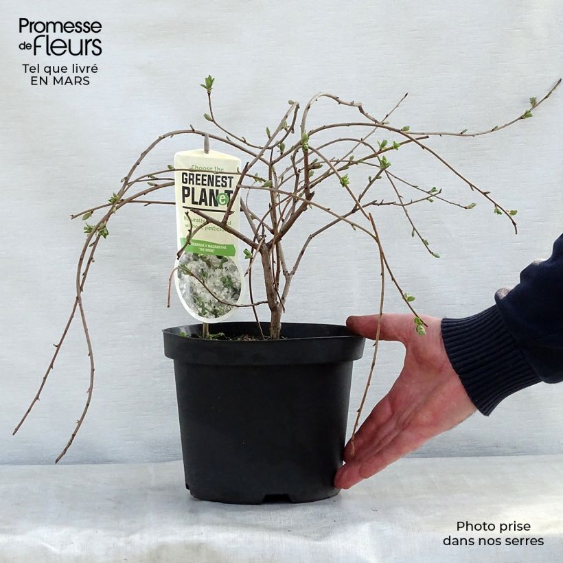 Spécimen de Exochorda x macrantha The Bride en pot de 2L/3L tel que livré au printemps