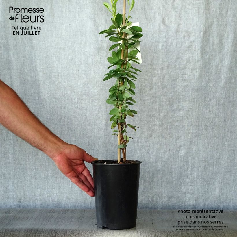 Spécimen de Exochorda x macrantha The Bride Pot de 2L/3L tel que livré en été