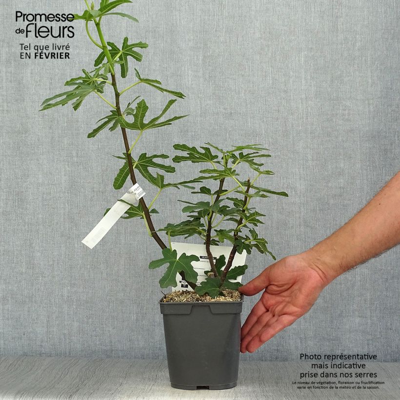 Spécimen de Figuier Marseillaise - Ficus carica    Pot de 2L/3L tel que livré en automne