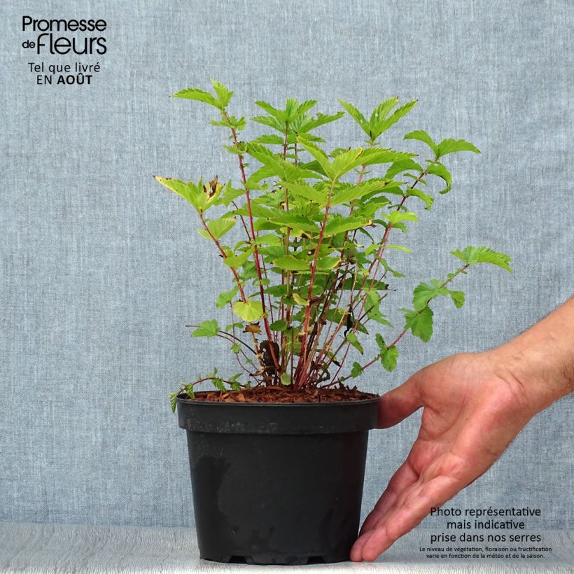 Spécimen de Filipendula ulmaria - Reine des prés Pot de 2L/3L tel que livré en été