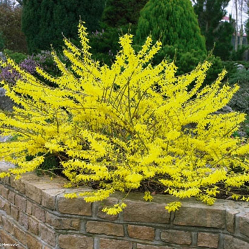 Forsythia Marée d'Or - Mimosa de Paris (Port)