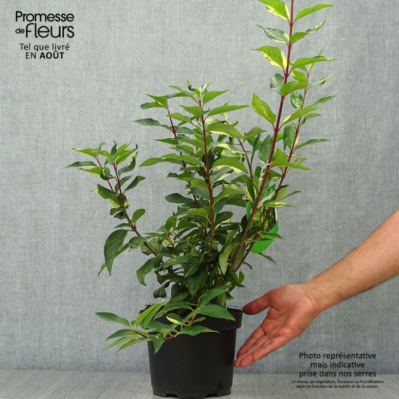 Spécimen de Forsythia x intermedia Variegata - Mimosa de Paris panaché Pot de 3L/4L tel que livré en été