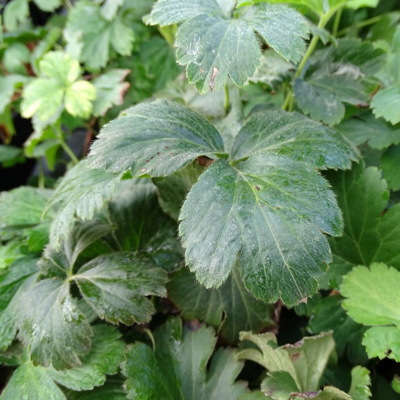 Fraisier stérile - Waldsteinia ternata (Feuillage)