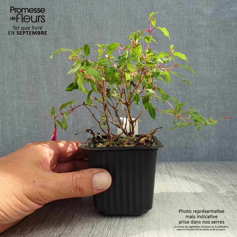 Spécimen de Fuchsia magellanica Godet de 8/9 cm tel que livré en automne