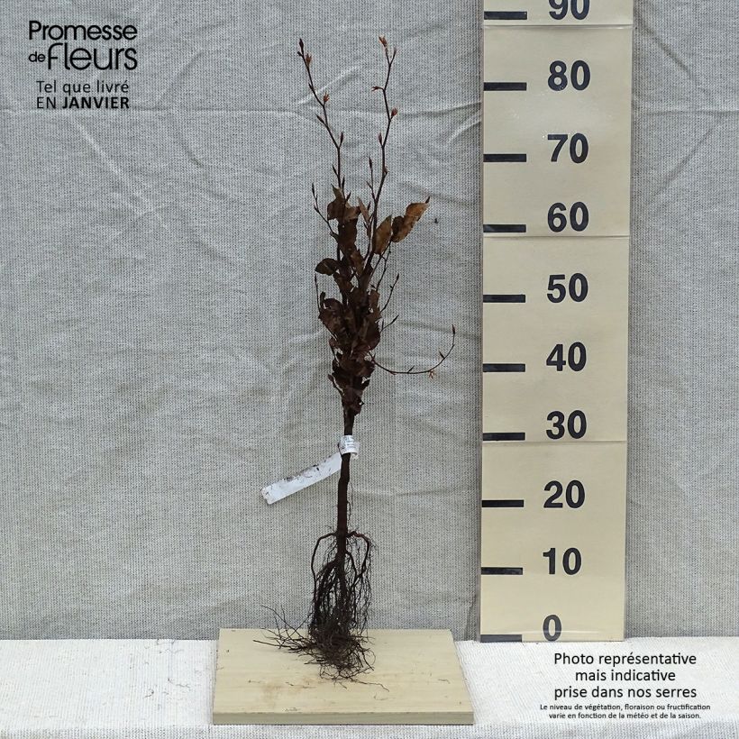 Spécimen de Fagus sylvatica Atropurpurea - Hêtre pourpre Petites Racines nuesHauteur livrée env. 40/60cm tel que livré en hiver