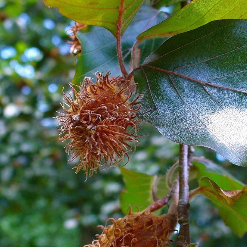 Fagus sylvatica Atropurpurea - Hêtre pourpre (Récolte)