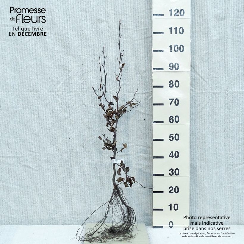 Spécimen de Fagus sylvatica Atropurpurea - Hêtre pourpre Petites Racines nuesHauteur livrée env. 80/100cm tel que livré en hiver