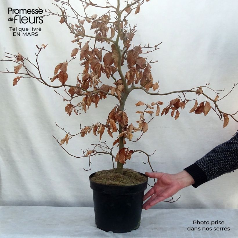 Spécimen de Fagus sylvatica Atropurpurea - Hêtre pourpre tel que livré au printemps