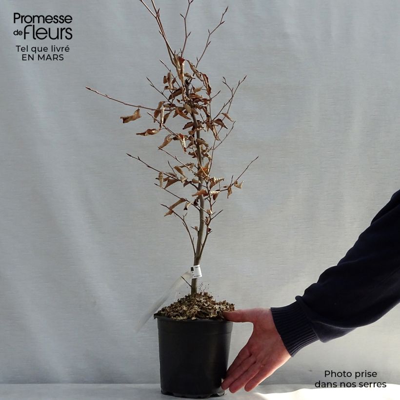 Spécimen de Fagus sylvatica Atropurpurea - Hêtre pourpre tel que livré au printemps