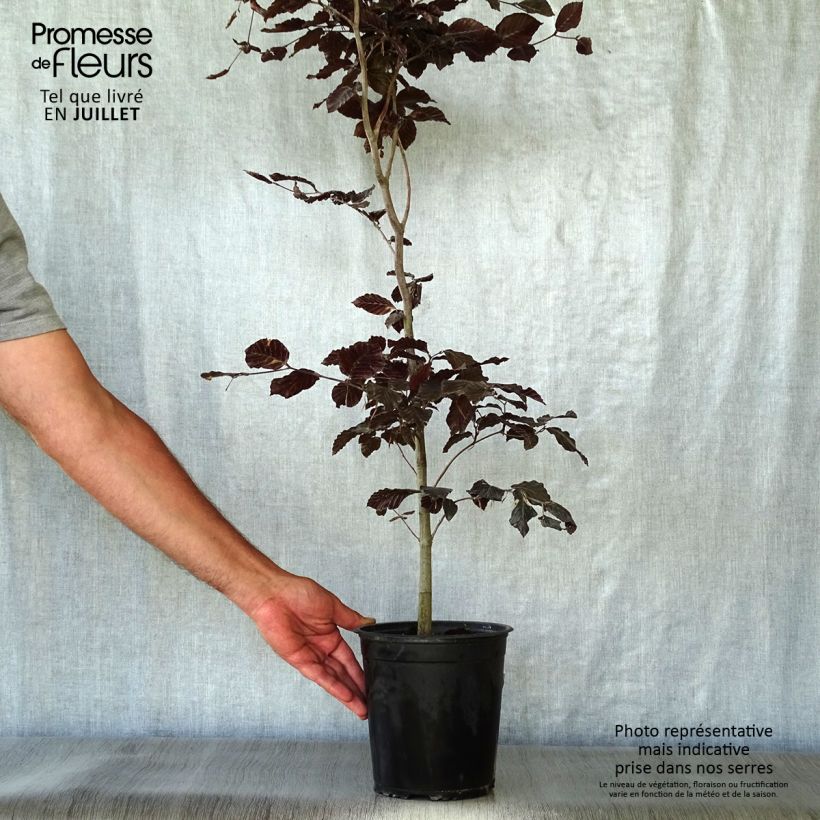 Spécimen de Fagus sylvatica Atropurpurea - Hêtre pourpre Pot de 2L/3L tel que livré en été