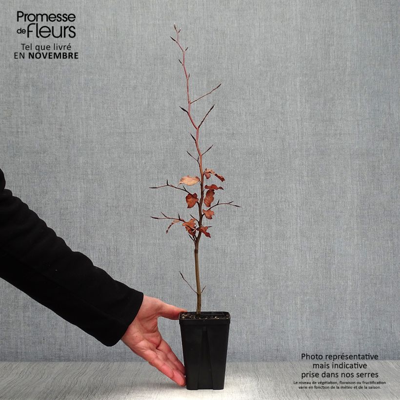 Spécimen de Fagus sylvatica Atropurpurea - Hêtre pourpre Godet de 8/9 cm tel que livré en automne