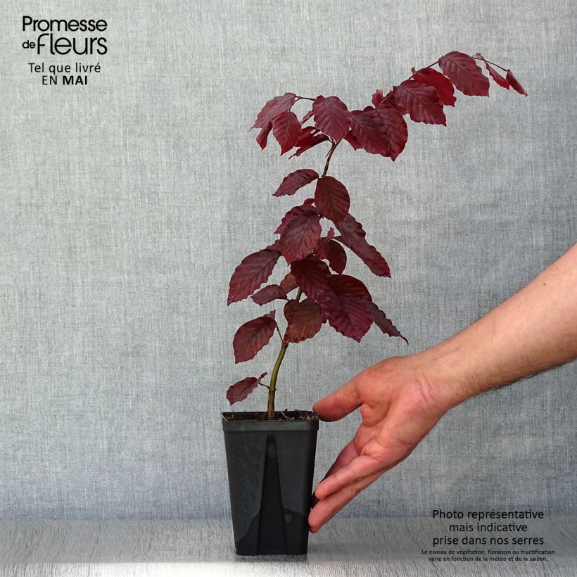 Spécimen de Fagus sylvatica Atropurpurea - Hêtre pourpre Godet de 8/9 cmHauteur livrée env. 10/15cm tel que livré au printemps